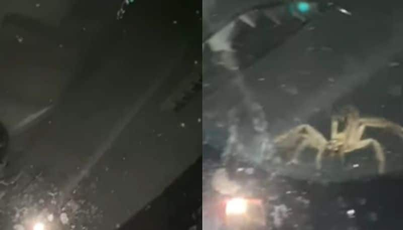 viral video in which giant spider and babies takes over car