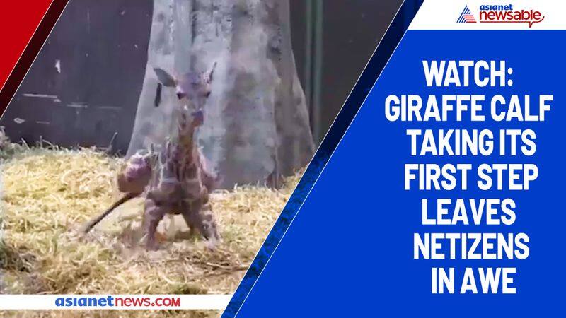 Watch Giraffe calf taking its first step leaves netizens in awe-tgy