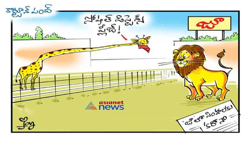 cartoon punch on lions test positive for coronavirus in Hyderabad zoo ksp