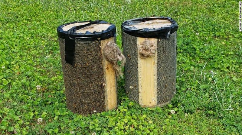 100000 bees removed from a house