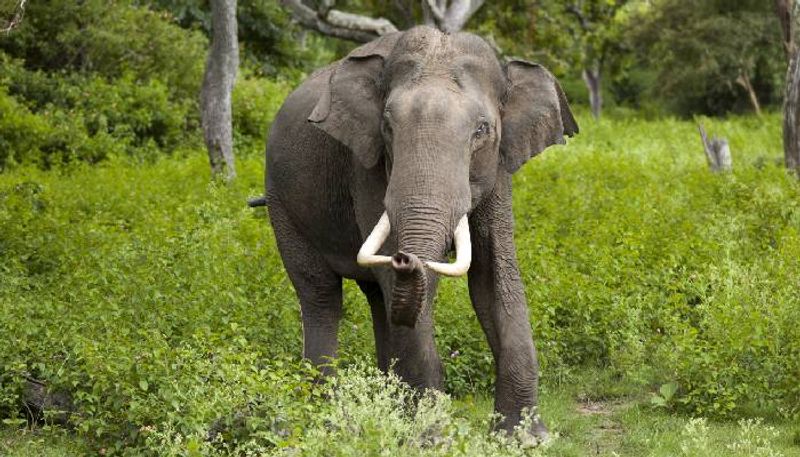 Elephants destroy all banana trees except the one with nests