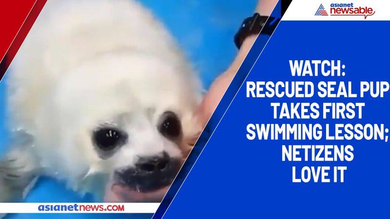 Watch Rescued seal pup takes first swimming lesson; netizens love it-tgy