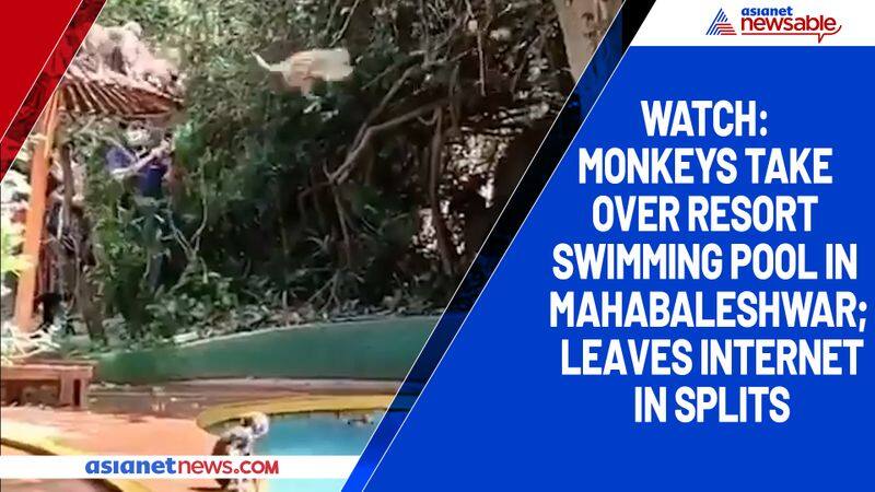 Watch Monkeys take over resort swimming pool in Mahabaleshwar; leaves internet in splits-tgy