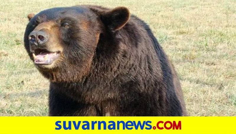 Bear Attack on Three People at Gangavati in Koppal grg