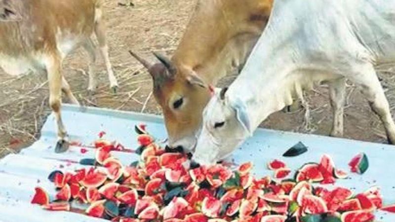 cow is only animal that inhales, exhales oxygen: high court judge