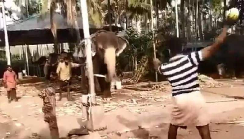 Elephant plays cricket with group of men in village