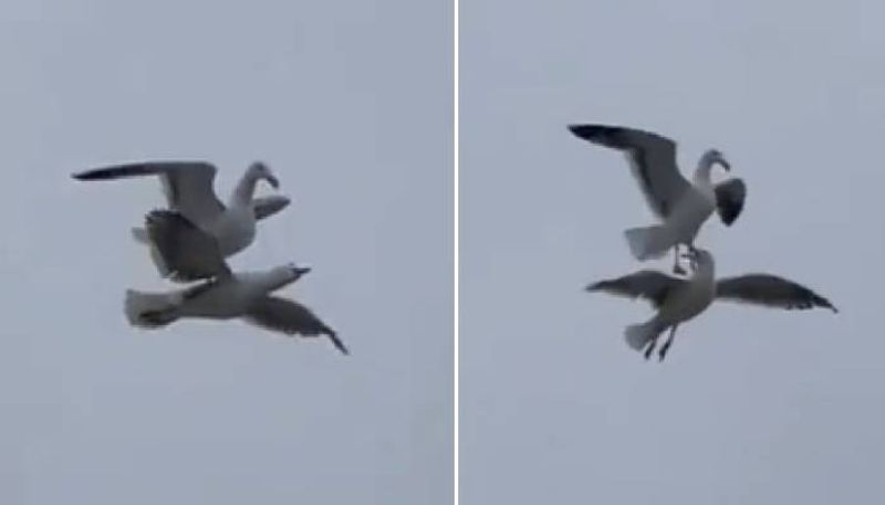 Lazy Seagull Stands on other Seagulls back