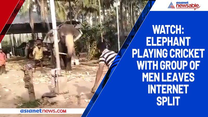 Watch Elephant playing cricket with group of men leaves internet split-tgy