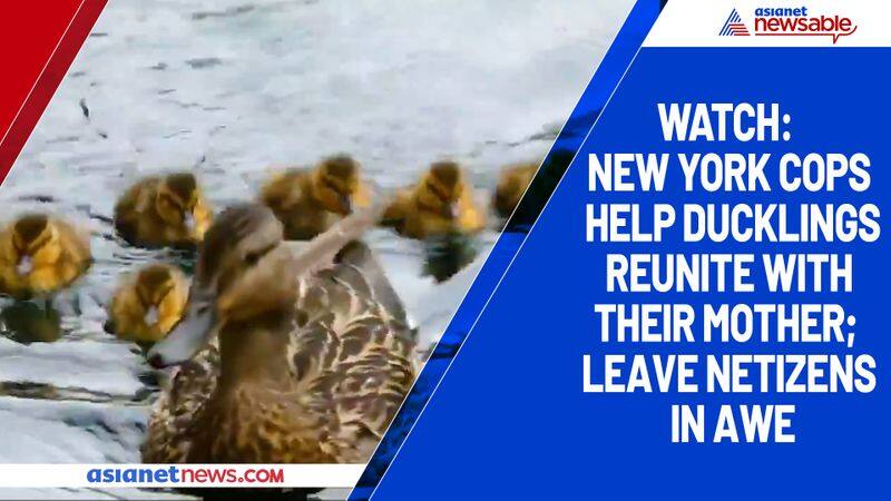 Watch New York cops help ducklings reunite with their mother; leave netizens in awe-tgy