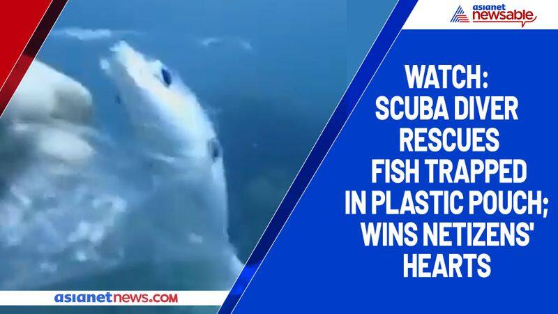 Watch Scuba diver rescues fish trapped in plastic pouch; wins netizens' hearts-tgy