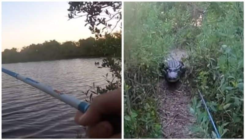 Huge alligator emerges from lake and chases fisherman