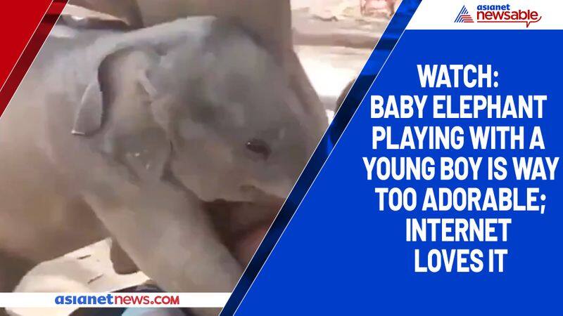 Watch Baby elephant playing with a young boy is way too adorable; internet loves it-tgy