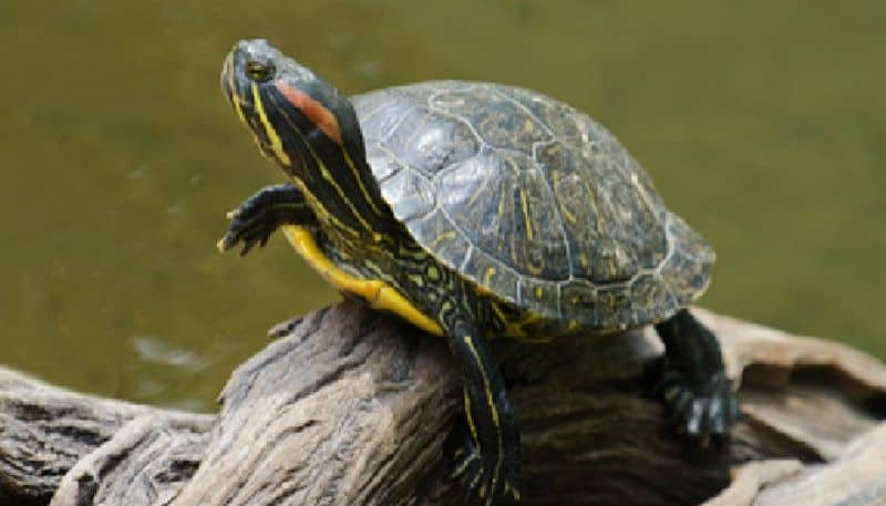 case against thane man followed by his turtle died after falling from flat