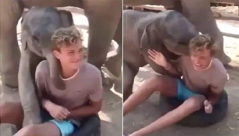 Baby elephant plays with young boy in viral video