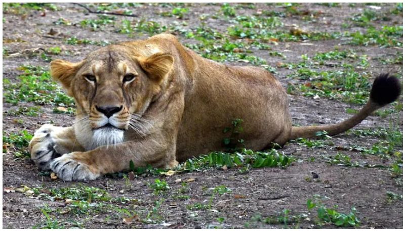 lion tests covid positive in jaipur zoo