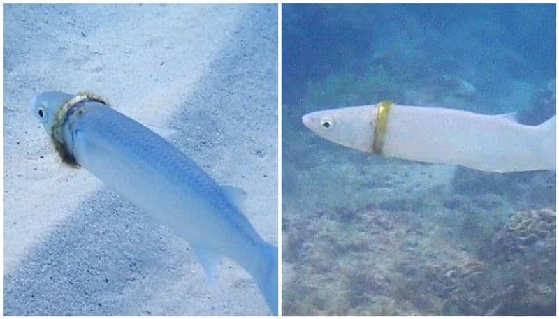 Want to know how this wedding ring got stuck in the neck of the fish