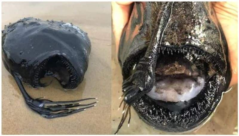 Rarely Seen Deep Sea Fish Found Washed Up On California Beach