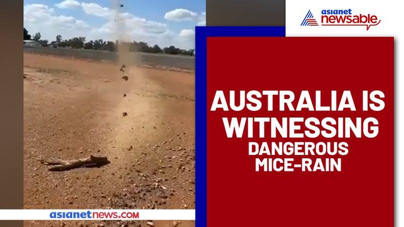 Mice rats 'Raining' from the sky in Australia? Watch this bizarre video - gps