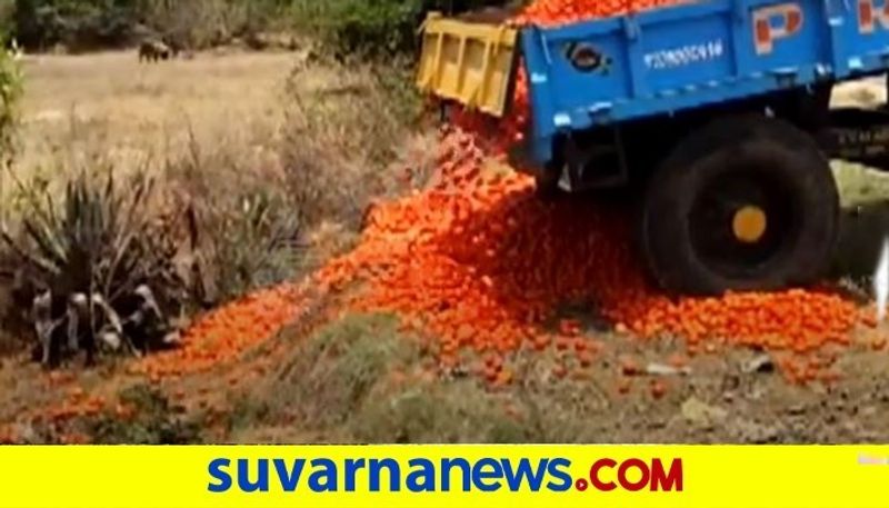 farmers dump tomatoes on roads Due To prices crash  snr