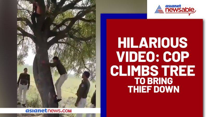 Funny Video: Thief climbs tree then refuses to come down (Watch) - gps