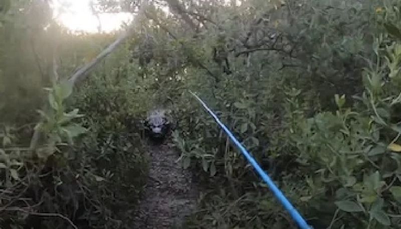 video in which alligator chases man during fishing