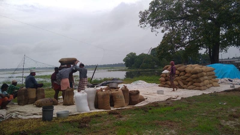 heavy rain in thiruvarur district 20 thousands acre paddy damage