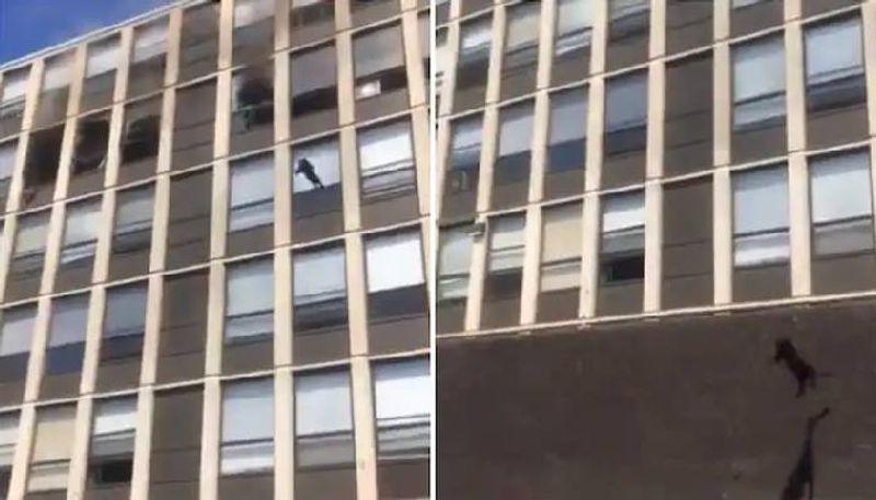 Cat jumps from 5th floor of burning building