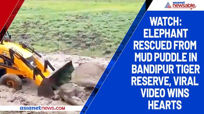 Watch Elephant rescued from mud puddle in Bandipur Tiger Reserve, viral video wins hearts-tgy