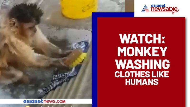 Monkey 'washing' clothes like humans? Watch hilarious video - gps