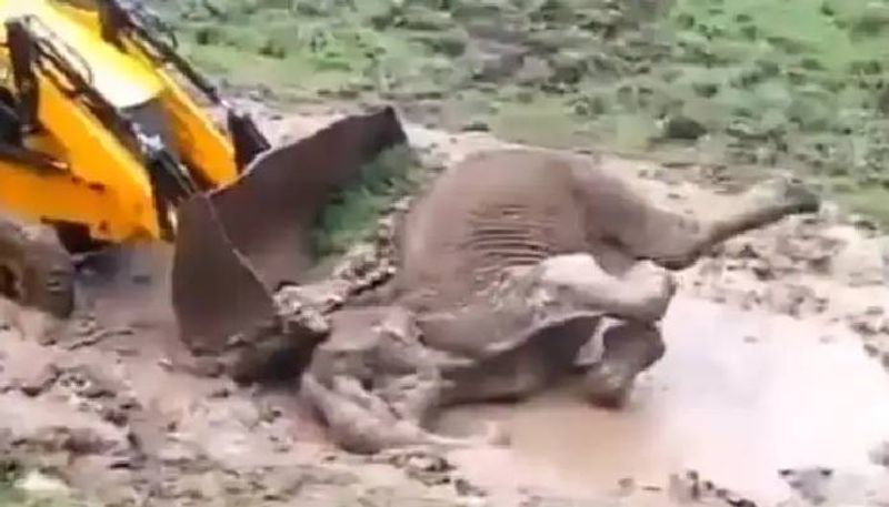 Elephant Stuck In Slush Rescued In Karnataka