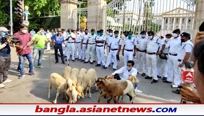 রাজ ভবনের সামনে ভেড়ার পাল , করোনাকালে নারদকাণ্ডে গ্রেফতারি ইস্যুতে অভিনব প্রতিবাদ