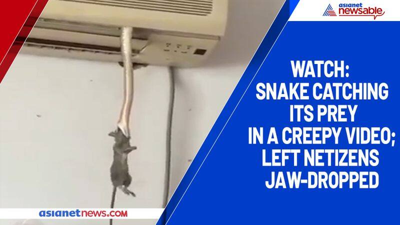 Watch Snake catching its prey in a creepy video; left netizens jaw-dropped-tgy