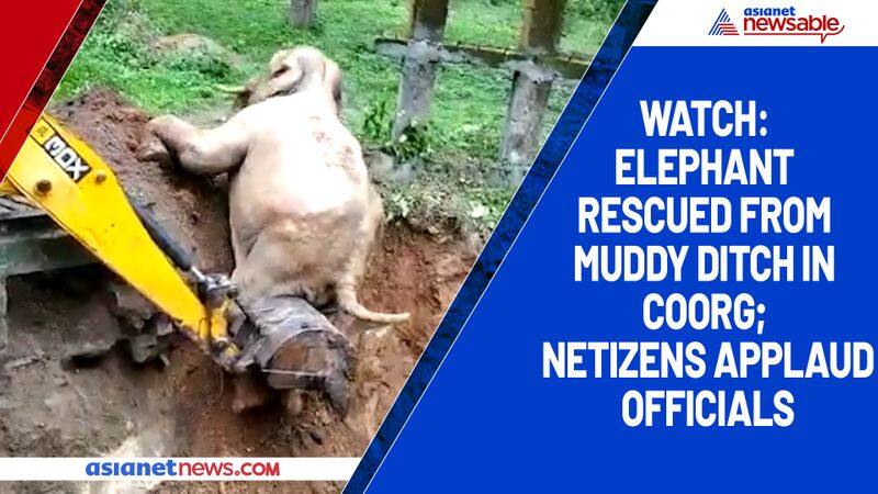 Watch Elephant rescued from muddy ditch in Coorg; netizens applaud officials-tgy