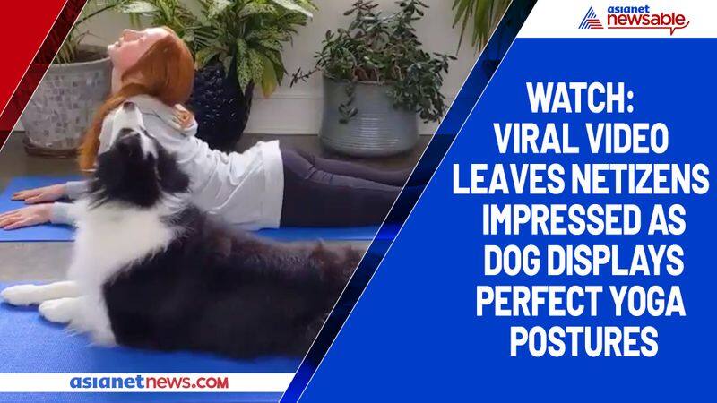 Watch Viral video leaves netizens impressed as dog displays perfect yoga postures-tgy