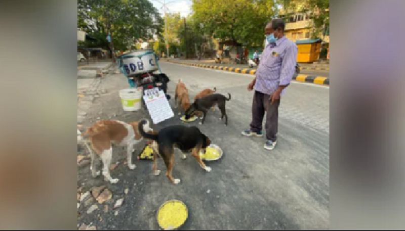 man who feeds street dogs for more than 11 years