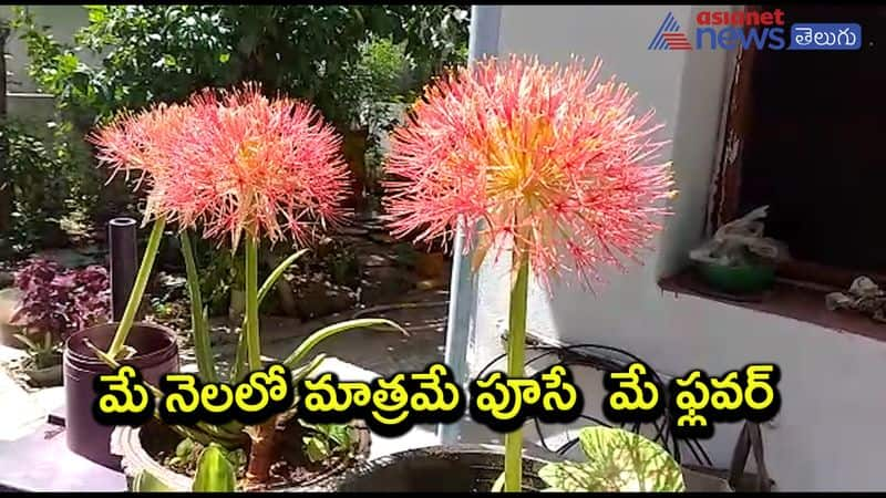 rare special may flower flowering  in may month only