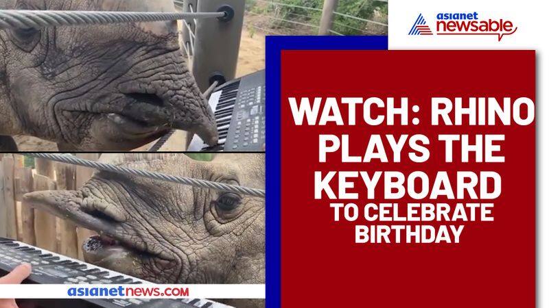 Rhino celebrates birthday by playing fire tunes on keyboard; Watch viral video - gps