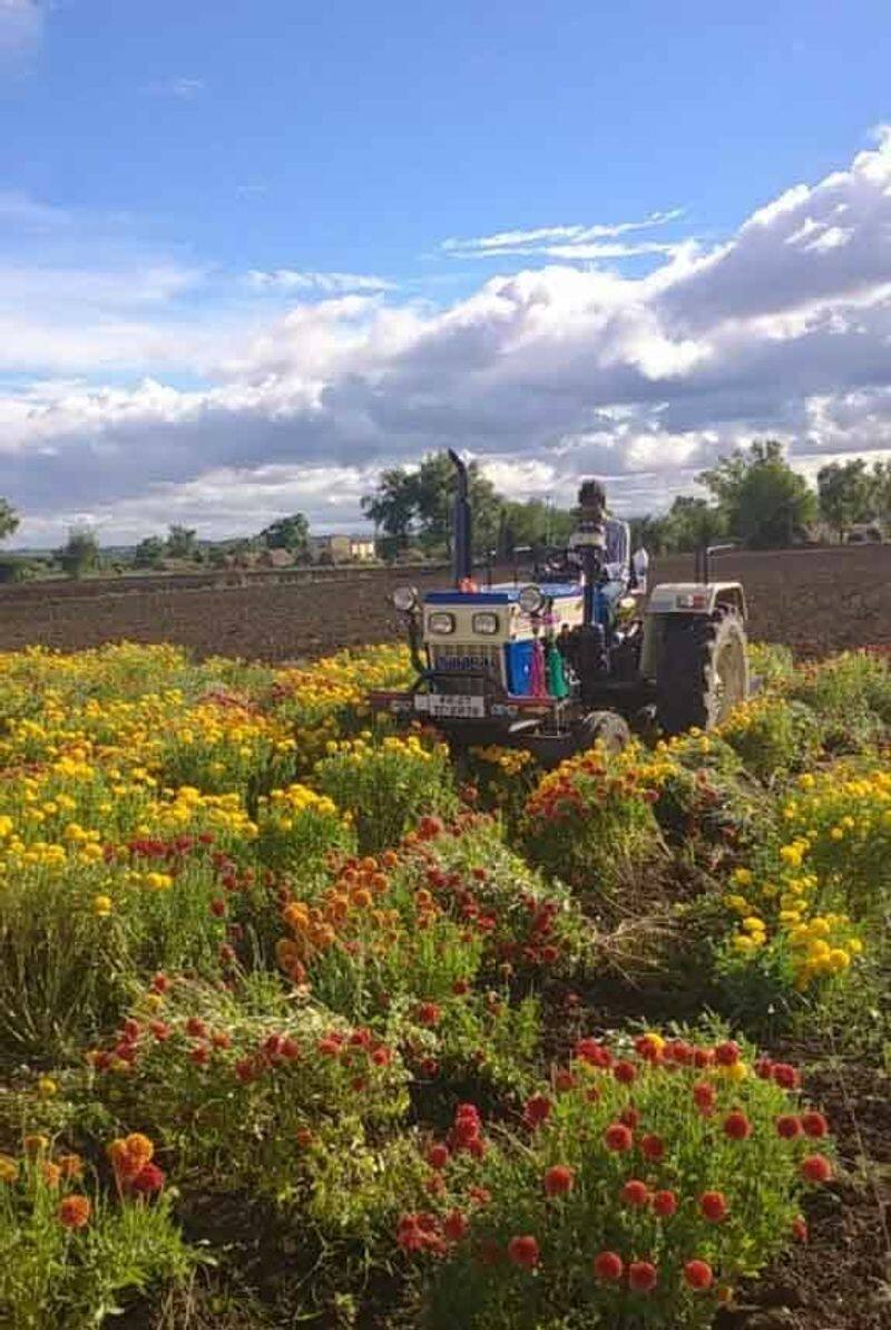 Farmer Destroyed the Flower Crop due to Lockdown in Haveri grg