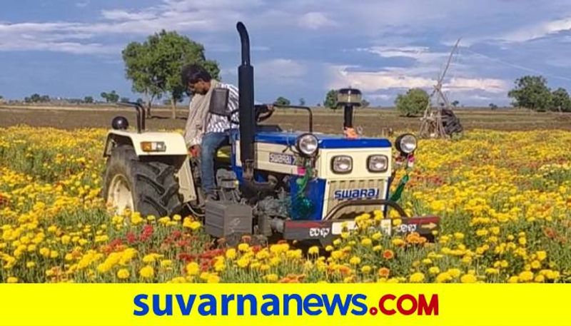 Farmer Destroyed the Flower Crop due to Lockdown in Haveri grg