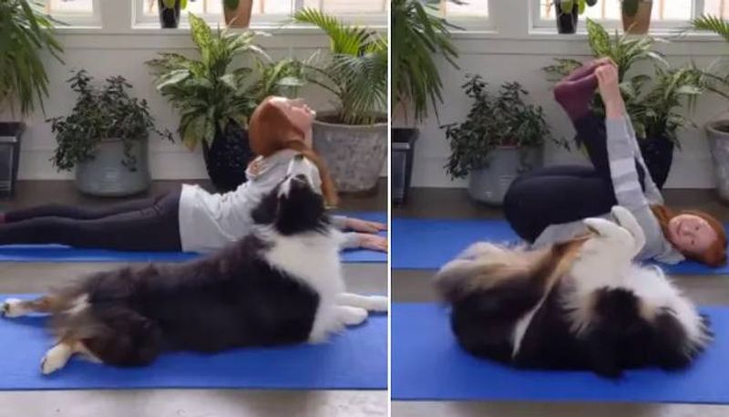 Pet dog does yoga with in viral video