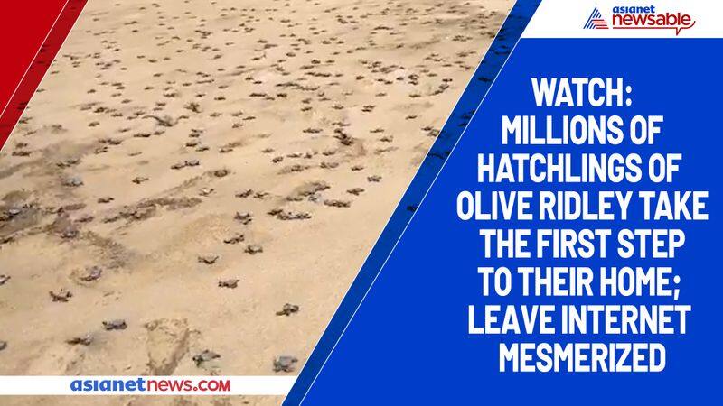 Watch Millions of hatchlings of Olive Ridley take the first step to their home; leave internet mesmerized-tgy