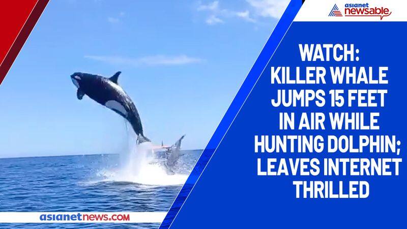 Watch Killer whale jumps 15 feet in air while hunting dolphin; leaves internet thrilled-tgy