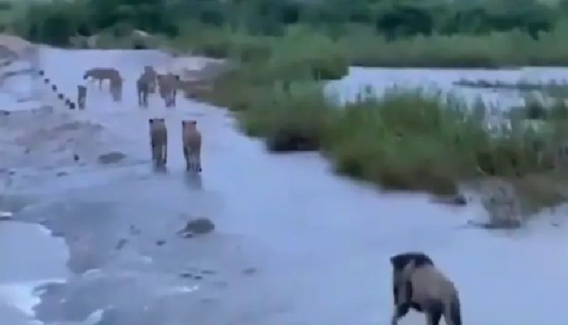 truth behind the viral video in which lions roaming around wet lands