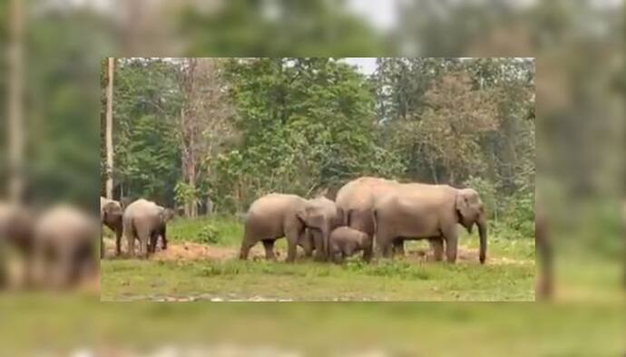 সাতসকালে প্রাতঃভ্রমণে হাতির পরিবার, ভিডিও ভাইরাল সোশ্যাল মিডিয়ায়