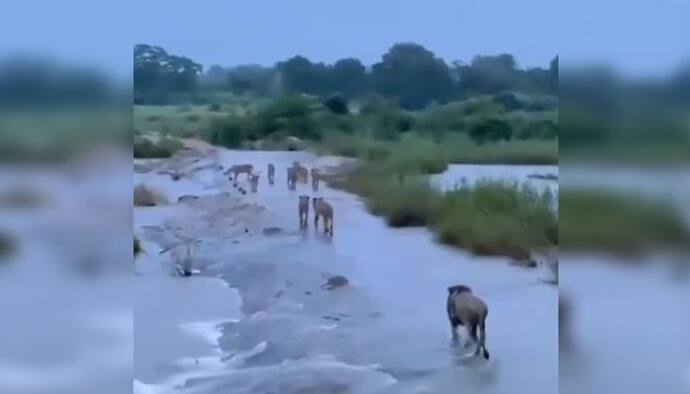 জলে ভেসে যাচ্ছে চারপাশ, তার মধ্যে দিয়েই এগিয়ে চলেছে একদল সিংহ, ঘূর্ণিঝড় 'Tauktae' -র পরে ভাইরাল এই ভিডিও