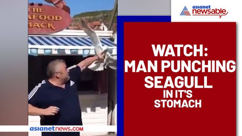 Man punches seagull who tried to steal his food; Watch video - gps