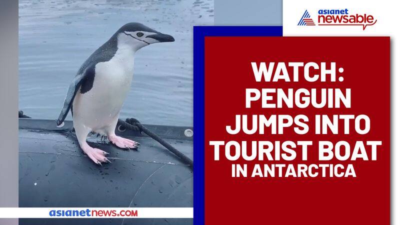 Penguin jumps Into tourist boat for a joyride -  gps