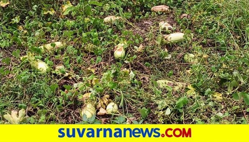 Corona Effect Mandya Farmer  Worried About selling cucumber snr