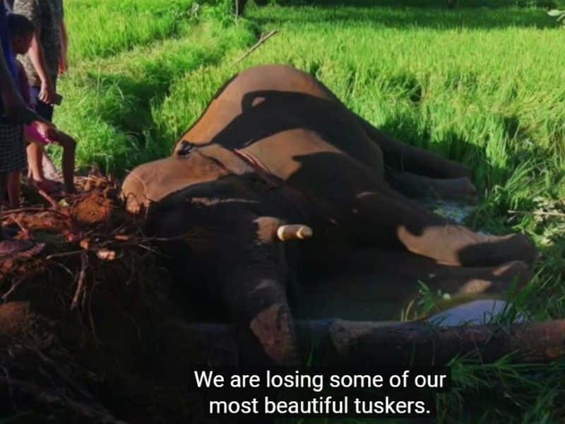 reveiw of Nadodikal a documentary on man wild elephant conflicts by KP Rasheed