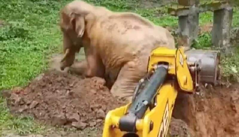 Elephants Incredible Rescue From Pit